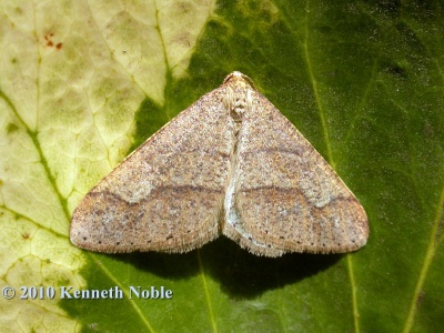 dotted border (Agriopis marginaria) Kenneth Noble